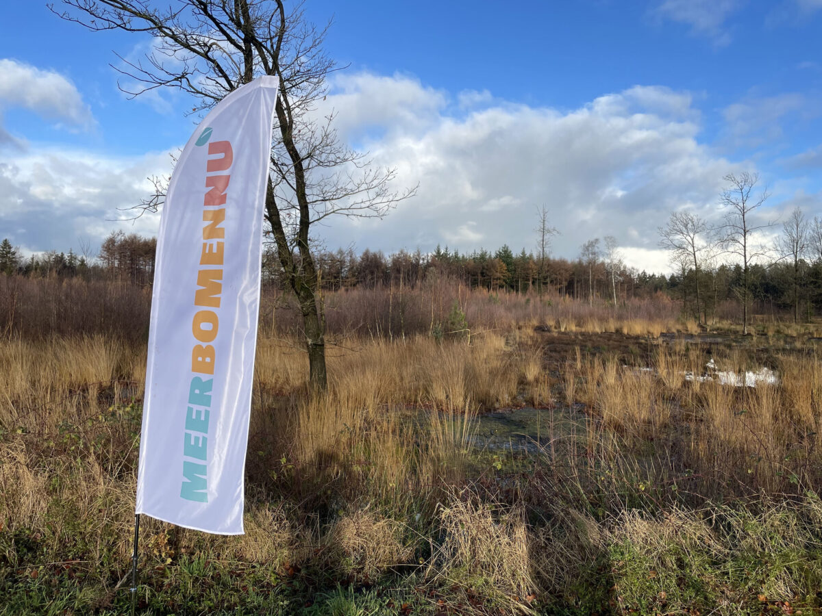 Help MeerBomenNu op 28 december: zaailingen oogsten in Drents-Friese Wold
